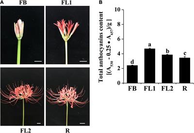 Comparative Transcriptome Analysis Identifies Key Regulatory Genes Involved in Anthocyanin Metabolism During Flower Development in Lycoris radiata